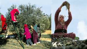 ঐতিহ্যবাহী জায়তুন মৌসুম: আরবের উৎসবমুখর গ্রামীণ সমাজের নানা চিত্র