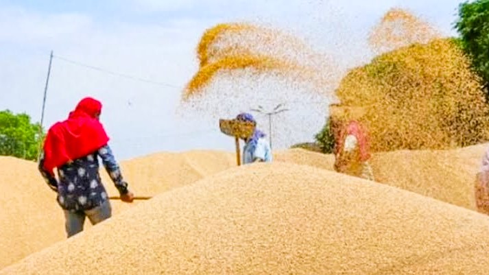 ইউক্রেন থেকে দেশে পৌঁছল সাড়ে ৫২ হাজার টন গম