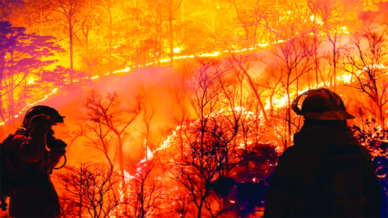 অস্ট্রেলিয়ায় দাবানলে সিঙ্গাপুরের সমান এলাকা জ্বলে অঙ্গার!